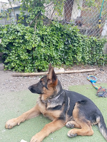 Elevage du Val de Bern, Eleveur de Chiens à Festubert