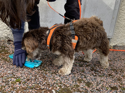 Viesdechiens87, Dresseur De Chiens à Saint-Yrieix-sous-Aixe
