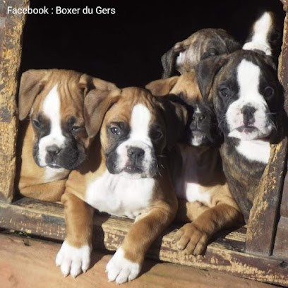 Des Santins de Guédès, Eleveur de Chiens à Panjas