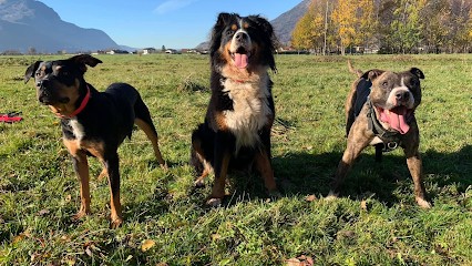 Éducateur Canin Comportementaliste Océane Deffaugt, Dresseur de Chiens au Boulou