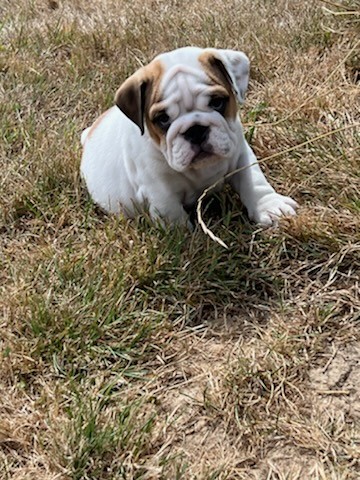 Diams Black élevage Bulledog Anglais,Goldens Retrievers, Eleveur de Chiens au Ménil-de-Briouze