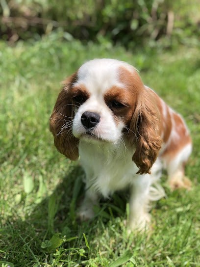 Des Cascades de Jade, Eleveur de Chiens à Ladaux