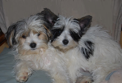Elevage Des Bergereaux Éleveur De Chiens à Martizay