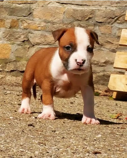 Elevage/Pension Pour Chiens D'Elle De La Crique, Pension pour Chiens à Marboz