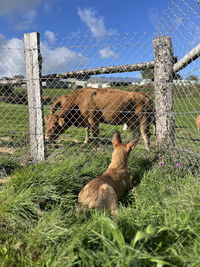 Les 4 Pattes À La Campagne, Pension Pour Chien à Saint-Hilaire-Taurieux