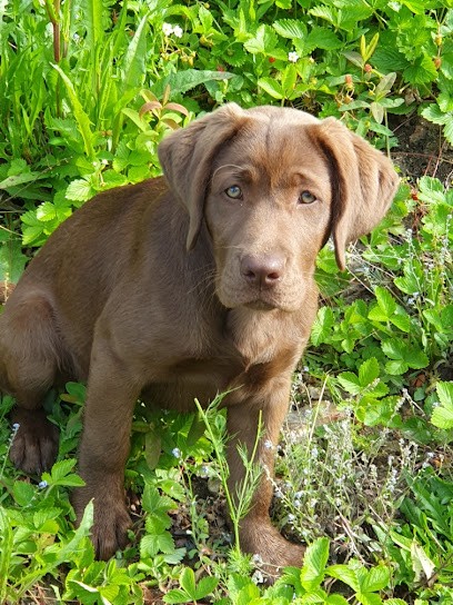 ELEVAGE LABRADOR CALVADOS NORMANDIE LE DOMAINE DE LA SAUVAGINE, Eleveur de Chiens aux Authieux-Papion