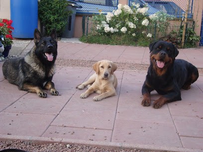 K9 Educ Pro 68, Dresseur de Chiens à Sainte-Croix-en-Plaine