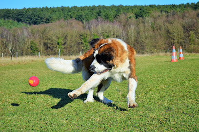 Animal Mon Ami Dididog, Dresseur De Chiens à Notre-Dame-de-Bliquetuit
