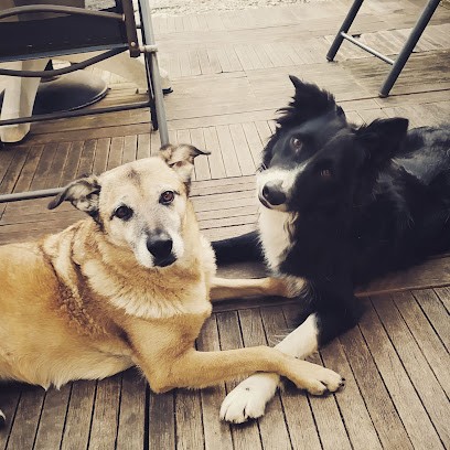 Dog's Family - Éducation Et Rééducation Canine, Dresseur de Chiens à Lavans-lès-Saint-Claude