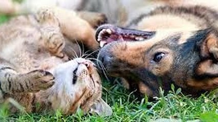 Comme Chien Et Chat, Pension pour Chiens à Sallertaine