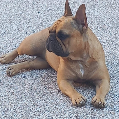 Elevage Des Dobs D'arnoline Éleveur De Chiens à Nueil-sous-Faye