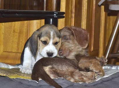 Élevage De Teckels Poils Dur Et Ras LOF, Beagles LOF De La Cascade D'Orion, Eleveur de Chiens à Saint-Hilaire-les-Courbes