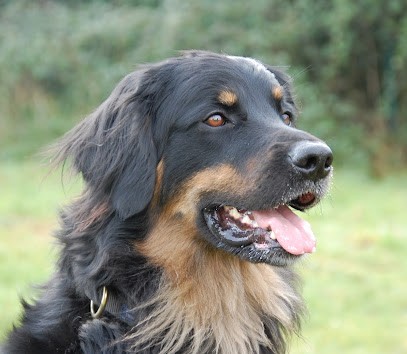 Katerine Welffens - Hovawart des Leus Altiers, Eleveur de Chiens à Mareuil en Périgord