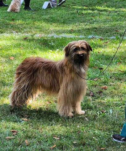 Du Rêve à la Réalité - Elevage de Berger des Pyrénées, Eleveur de Chiens à Trédion