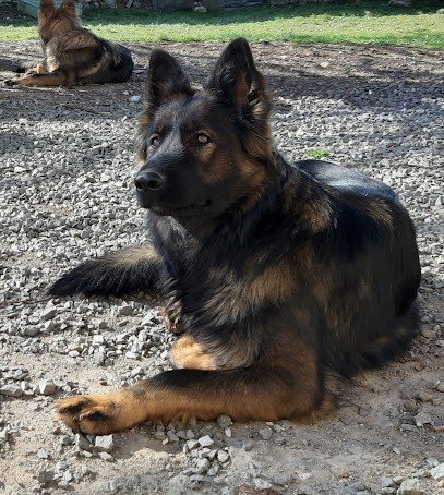 Domaine du Monde d'Éponya, Eleveur de Chiens à Jouhet