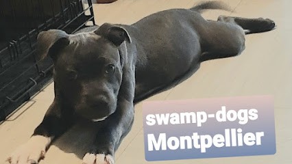 SWAMP DOGS, Eleveur de Chiens à Montpellier