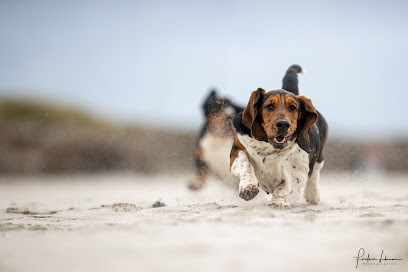 Elevage Basset Hound Bois Des Bleizi Bretagne Éleveur De Chiens à Tonquédec