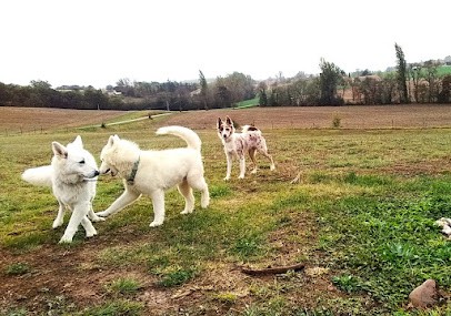 La pension de Mona, Pension pour Chiens à Bourlens