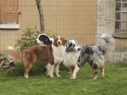 Elevage Des Dragons Des Lacs, Eleveur de Chiens à Avreuil