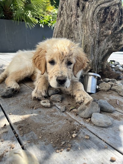 Elevage Golden Retriever de La Vie d'Amour, Eleveur de Chiens à La Chapelle-d'Aligné