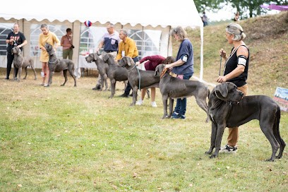 Doggen Club de France, Eleveur de Chiens à Marcilly-sur-Vienne
