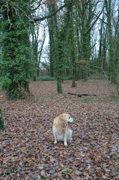 Le Bois D’Avanton Pension Canine, Pension pour Chiens à Avanton