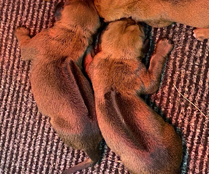 Elevage Rhodesian Ridgeback, Éleveur De Chiens à Rougiers