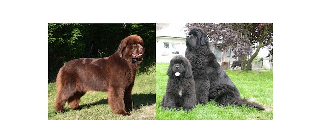 Élevage De Terre-Neuve Du Domaine De La Fleur Des Champs, Eleveur de Chiens à Saint-Pierre-Brouck