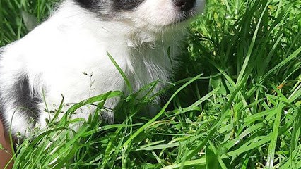 De La Patte d'Or, Eleveur de Chiens à Louvignies-Quesnoy
