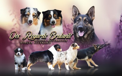 Élevage Des Regards Brûlant, Eleveur de Chiens à Rozoy-le-Vieil