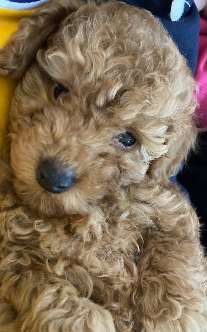 Les Caniches de Zaldivar, Eleveur de Chiens à Saint-Sigismond