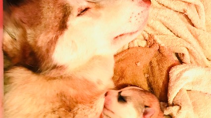 Pension Canine et Elevage Husky de Sibérie, Pension pour Chiens à Noé