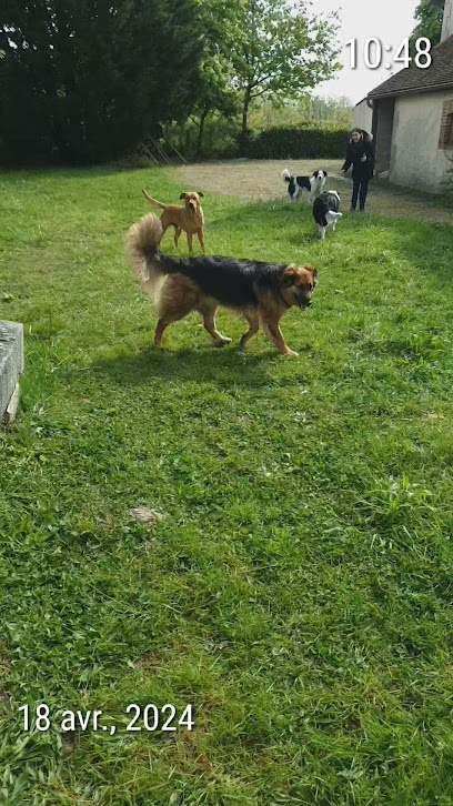 Au Bonheur Des 4 Pattes, Pension Pour Chien à Diou