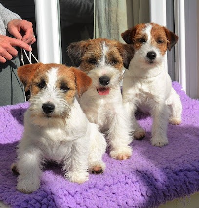 Élevages des Gerveilles : élevages de chien Jack Russell Terrier en Gironde dans le Sud-Ouest de la France, Eleveur de Chiens à Saint-Yzan-de-Soudiac