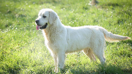 Elevage Du Cyr D'or, Éleveur De Chiens aux Essards