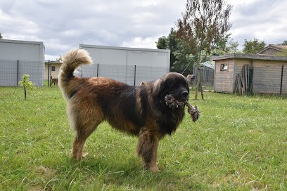 La Colo-nimaux - Pension Chien & Chat, Pension pour Chiens à Ambarès-et-Lagrave