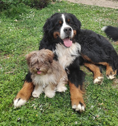 DU ROC DE LONA, Eleveur de Chiens à Esvres