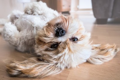 Eskapattes, Pension pour Chiens à Bassussarry