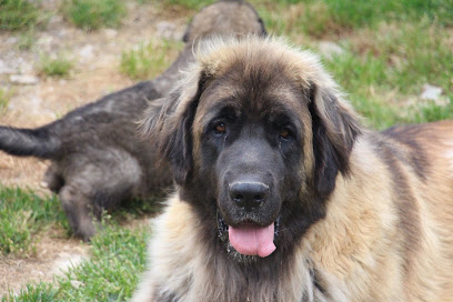 Ar Gazeg Vaen - Elevage Leonberg Éleveur De Chiens à Saint-Coulitz