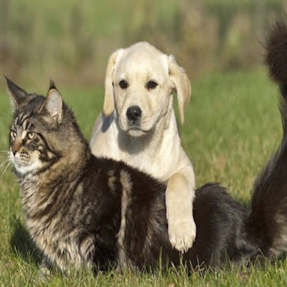 CHENIL SAINT ROCH, Pension pour Chiens à Taulé