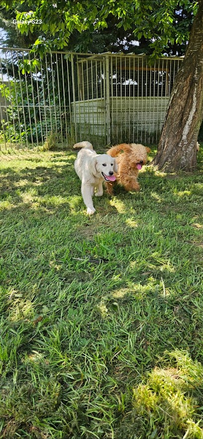 Pension Du Jardin Des Chiens – Garde Canine Familiale 27, Pension Pour Chien à Villers-en-Vexin