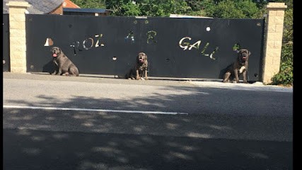 Élevage de Roz Ar Gall LE MENN David et Cèline, Eleveur de Chiens à Landudal