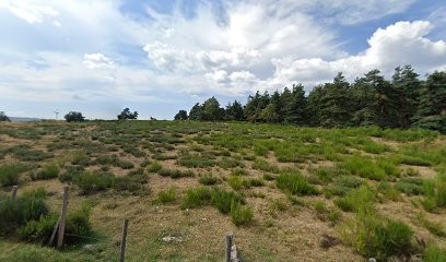 Elevage des Âmes Vagabondes, Eleveur de Chiens à Saint-Sauveur-de-Ginestoux