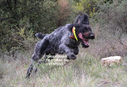 Drahthaar De L'Ubac Du Ventoux, Eleveur de Chiens à Vaison-la-Romaine