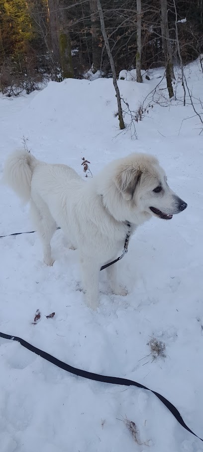 Elevage canin du Royaume Valyo, Eleveur de Chiens à Marçais