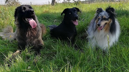 La Notice Canine, Dresseur de Chiens à Mesnils-sur-Iton