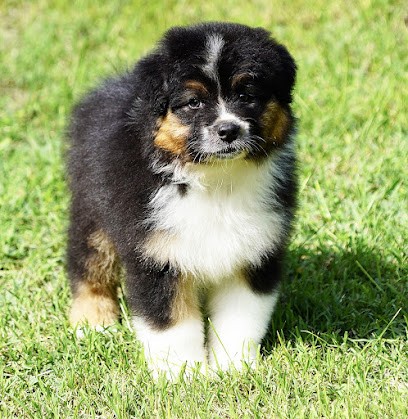 Elevage Du Glacier Des Pandas, Eleveur de Chiens à Saint-Hippolyte-de-Montaigu