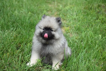 Elevage canin du Domaine des Boules de Neige, Eleveur de Chiens à Limoux