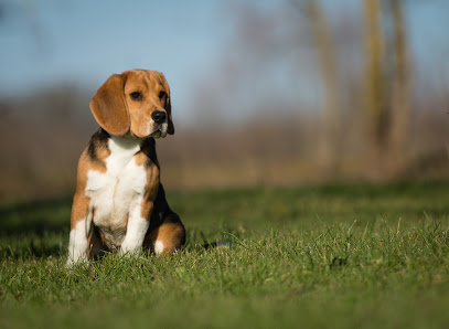 Elevage Des Chants Du Moulin Éleveur De Chiens à Sirac