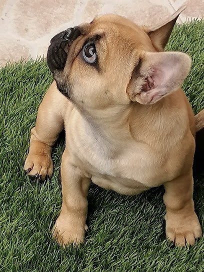 Les Contes de Mirabeau, Eleveur de Chiens à Lorgues